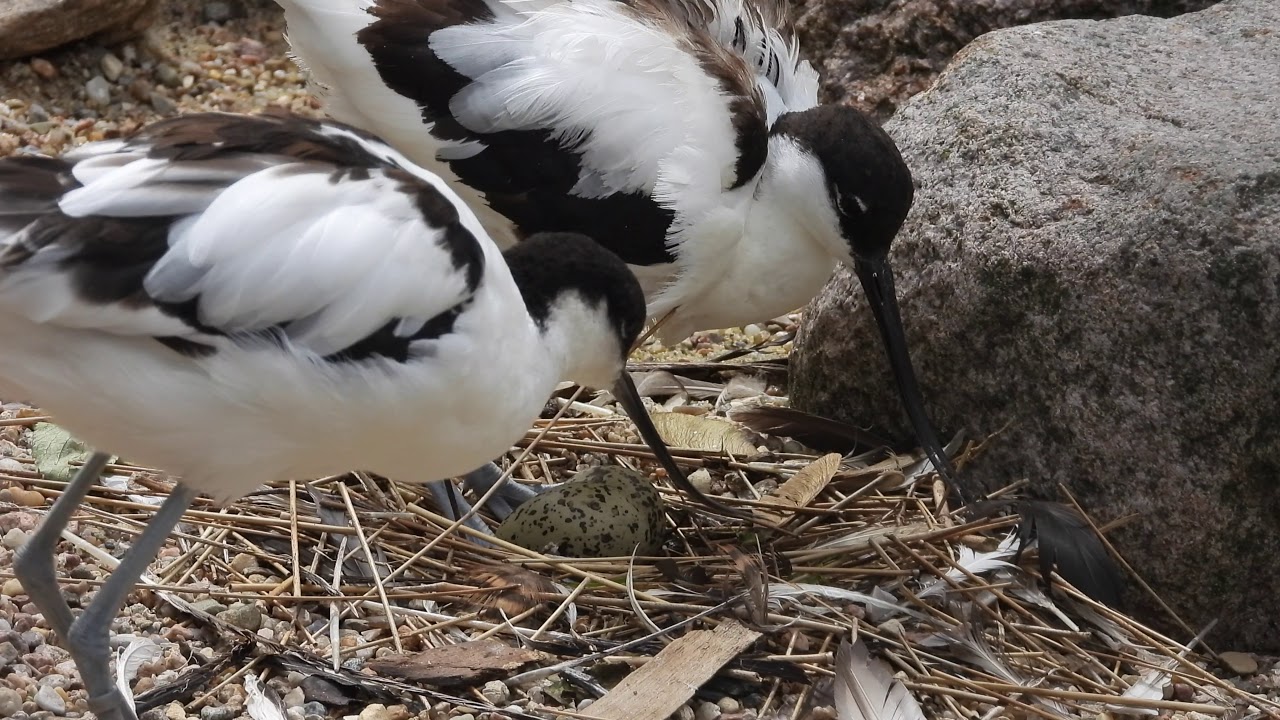 Pied Avocets detach themselves during breeding