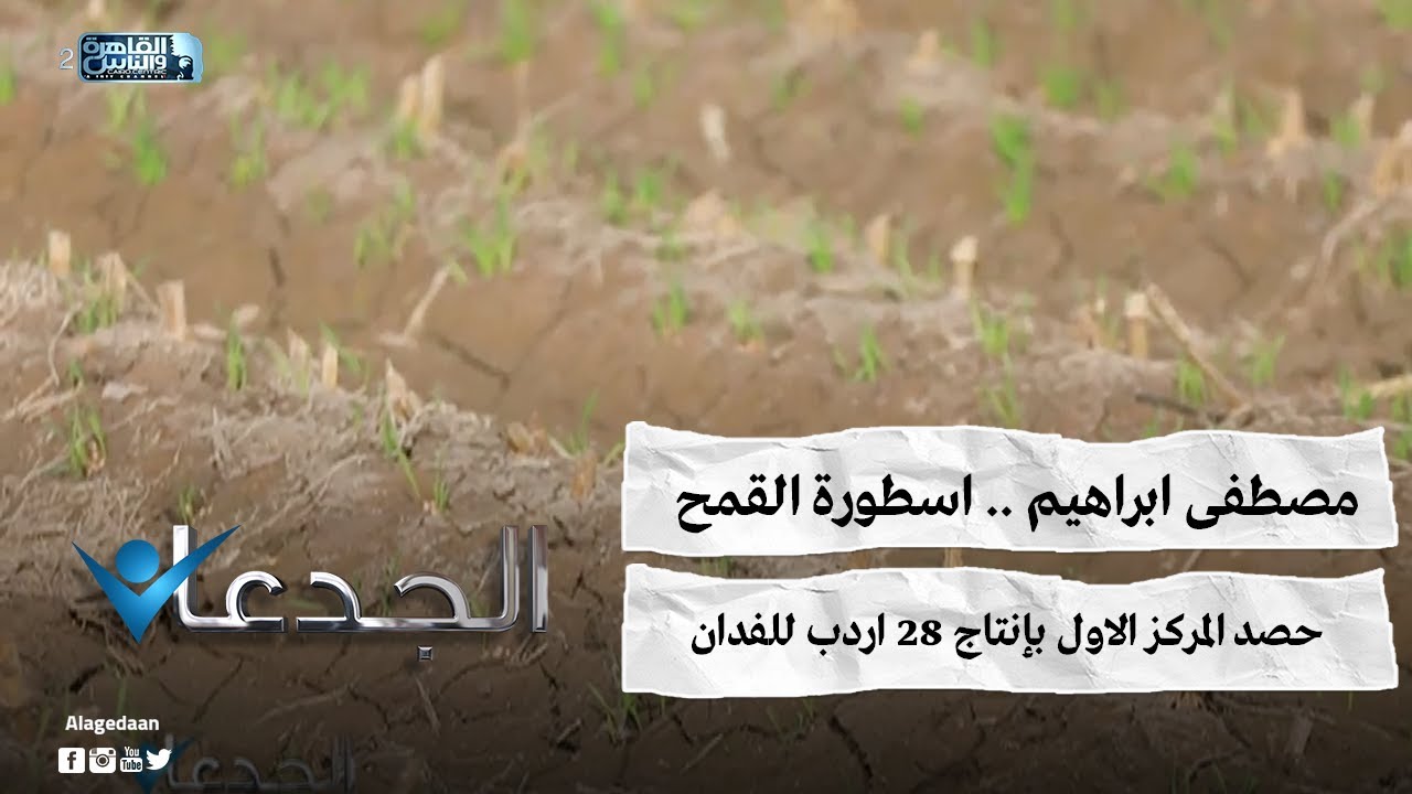 مصطفى ابراهيم .. اسطورة القمح .. حصد المركز الاول بإنتاج ٢٨ اردب للفدان