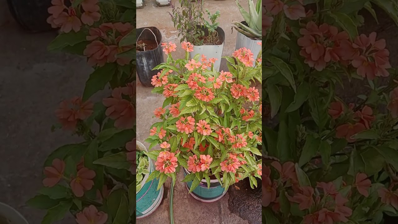 Beautiful kanakambaram flower's blooming in my terrace garden 😍 