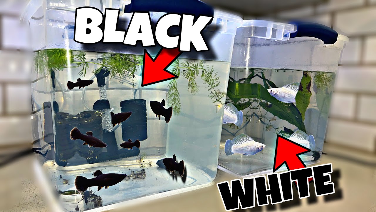 Breeding all BLACK AND WHITE Fish!?!