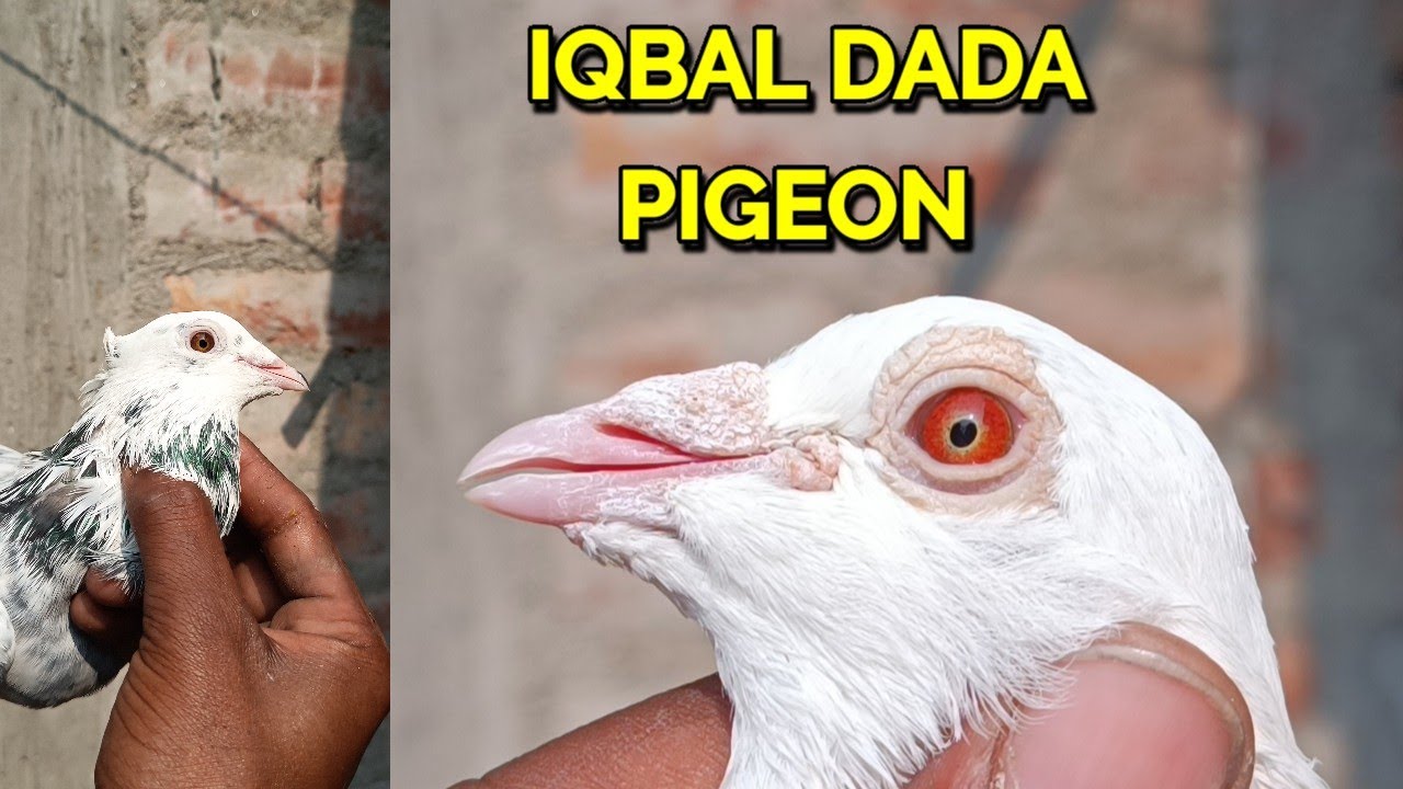 IQBAL DADA PIGEON FOR SHOKH 