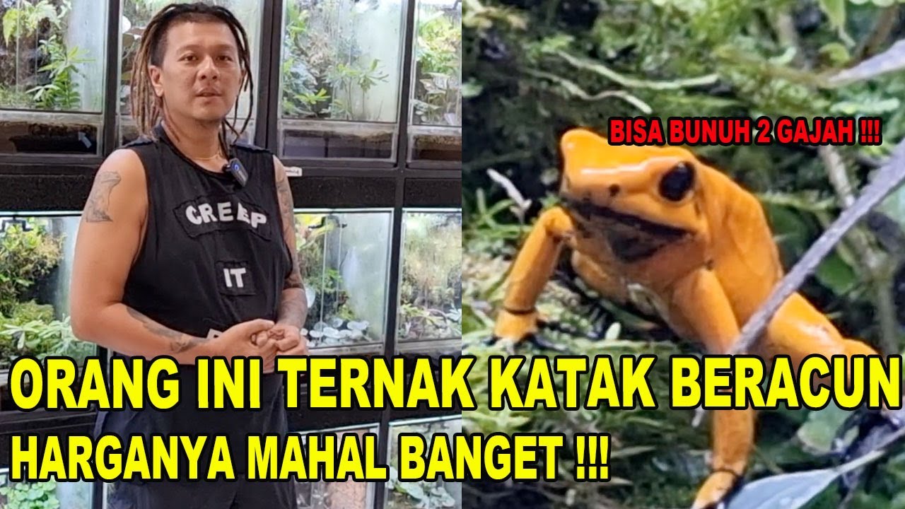TERNAK KATAK BERACUN HARGA JUTAAN !!!