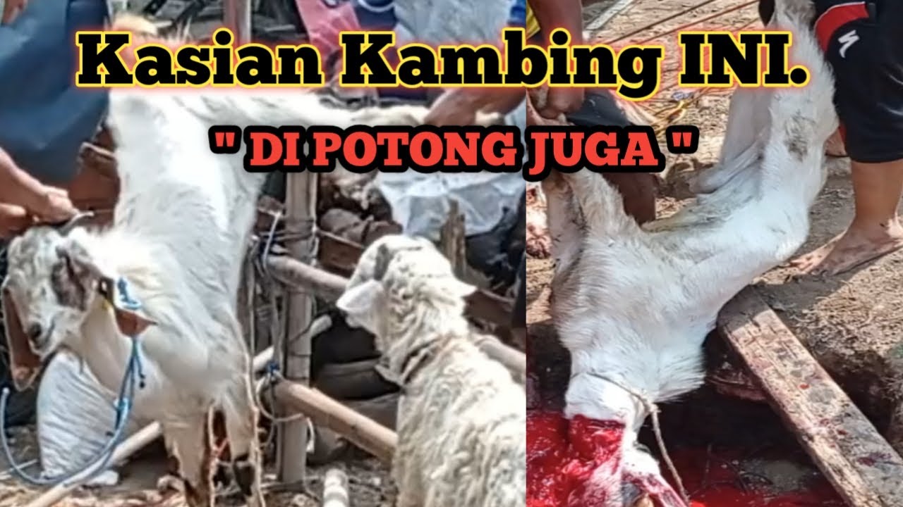 Proses kambing di potong | kurban kambing