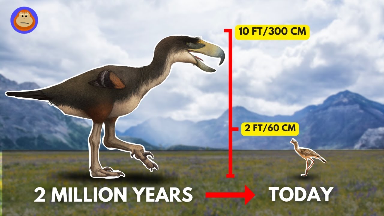 What Happened to the Terror Bird?