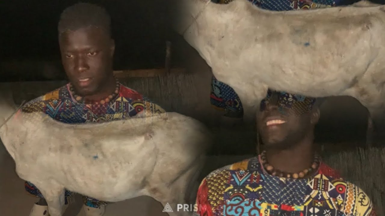 Départage des bœufs général bou saloum à ndiathiang dimanche le 8 février 2026