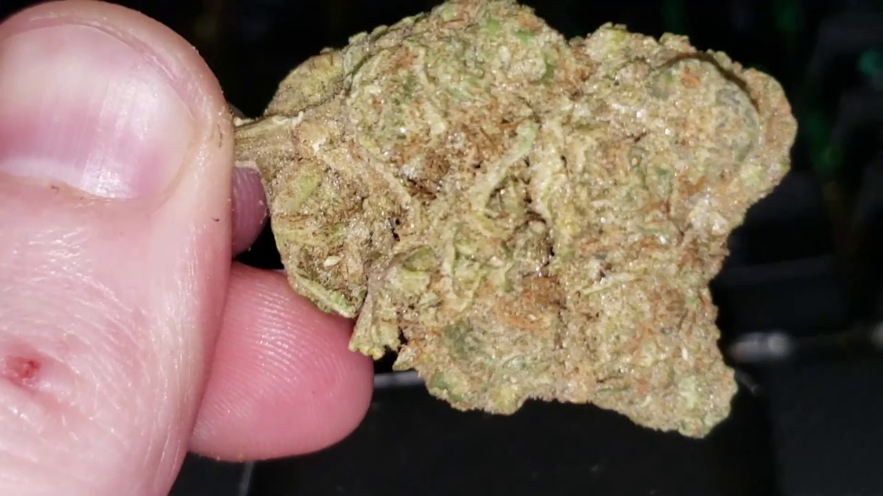 Strain of the Day! Strain Review: Exodus Cheese