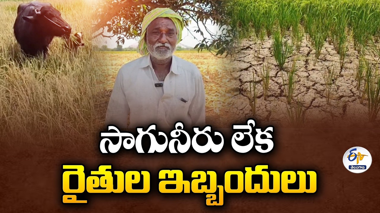 Hanamkonda Farmers Struggles With Crops Wither Due to Water Scarcity