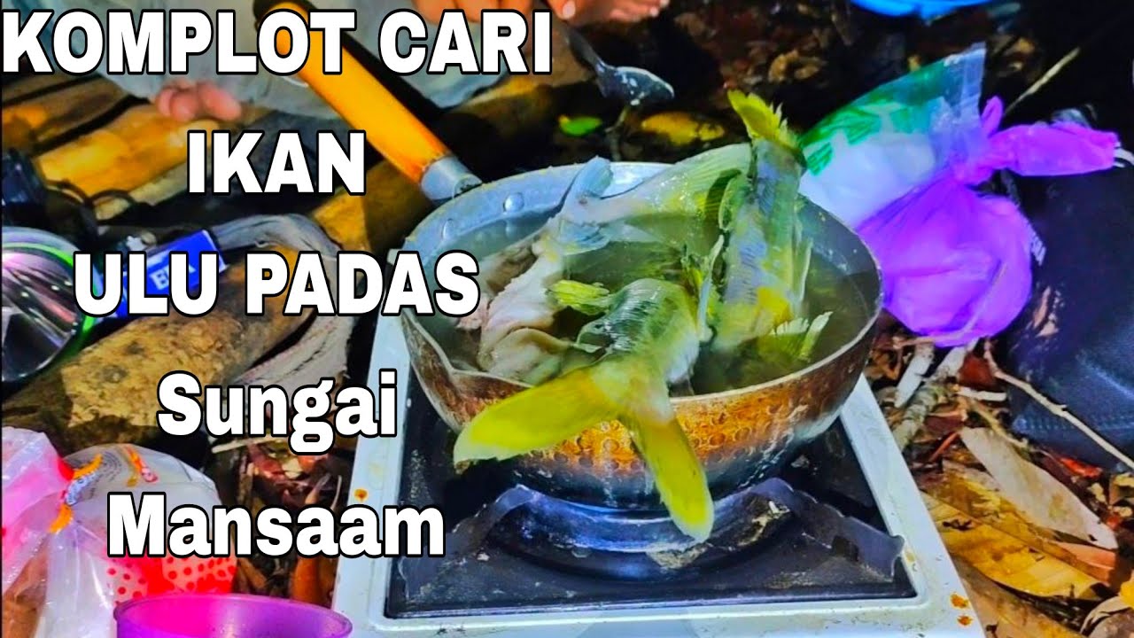 KOMPLOT CARI IKAN ULU SUNGAI PADAS // Sungai Mansaam