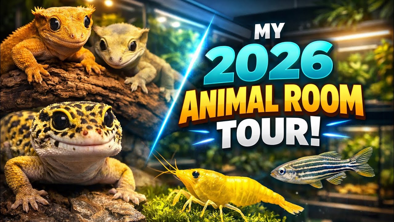 2026 animal room I bet you dont have this much tanks !!