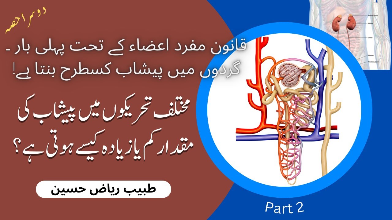 Formation of Urine in Urdu in the light of Qanoon Mufrad Aza | Mechanism of urine formation Part 2
