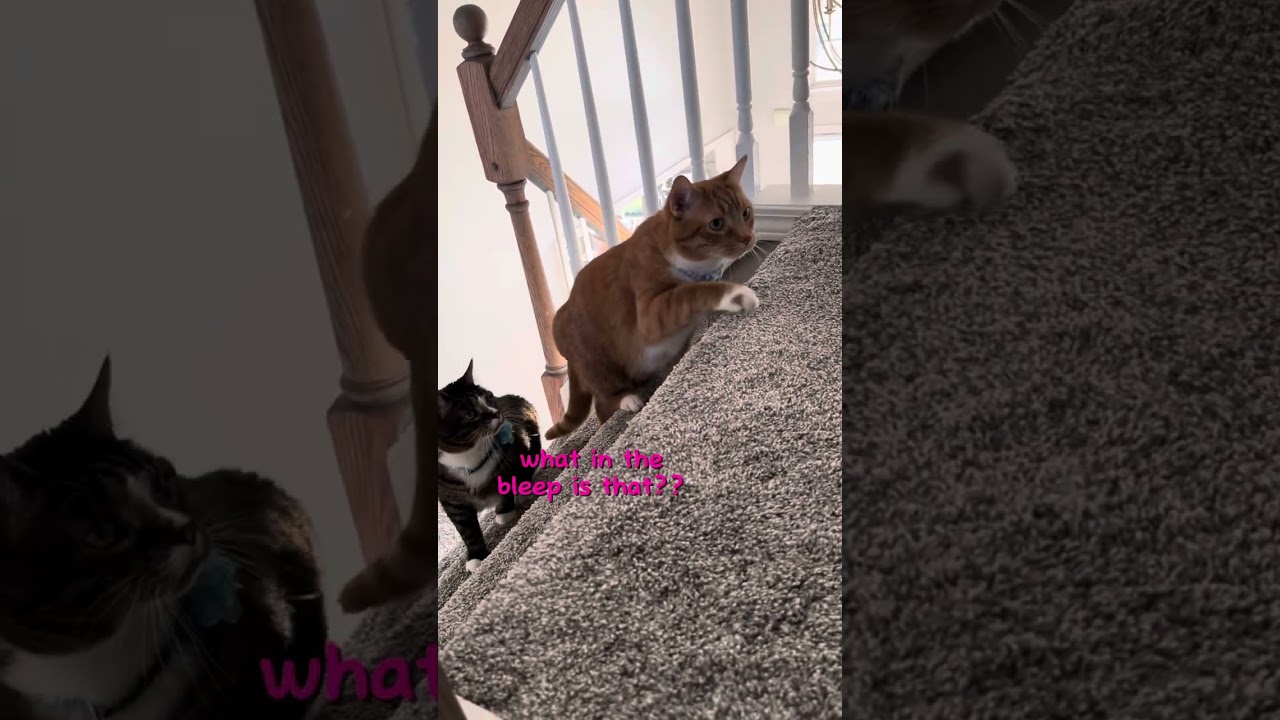 Introducing Kaleo to Kona & Kai #cats #cute