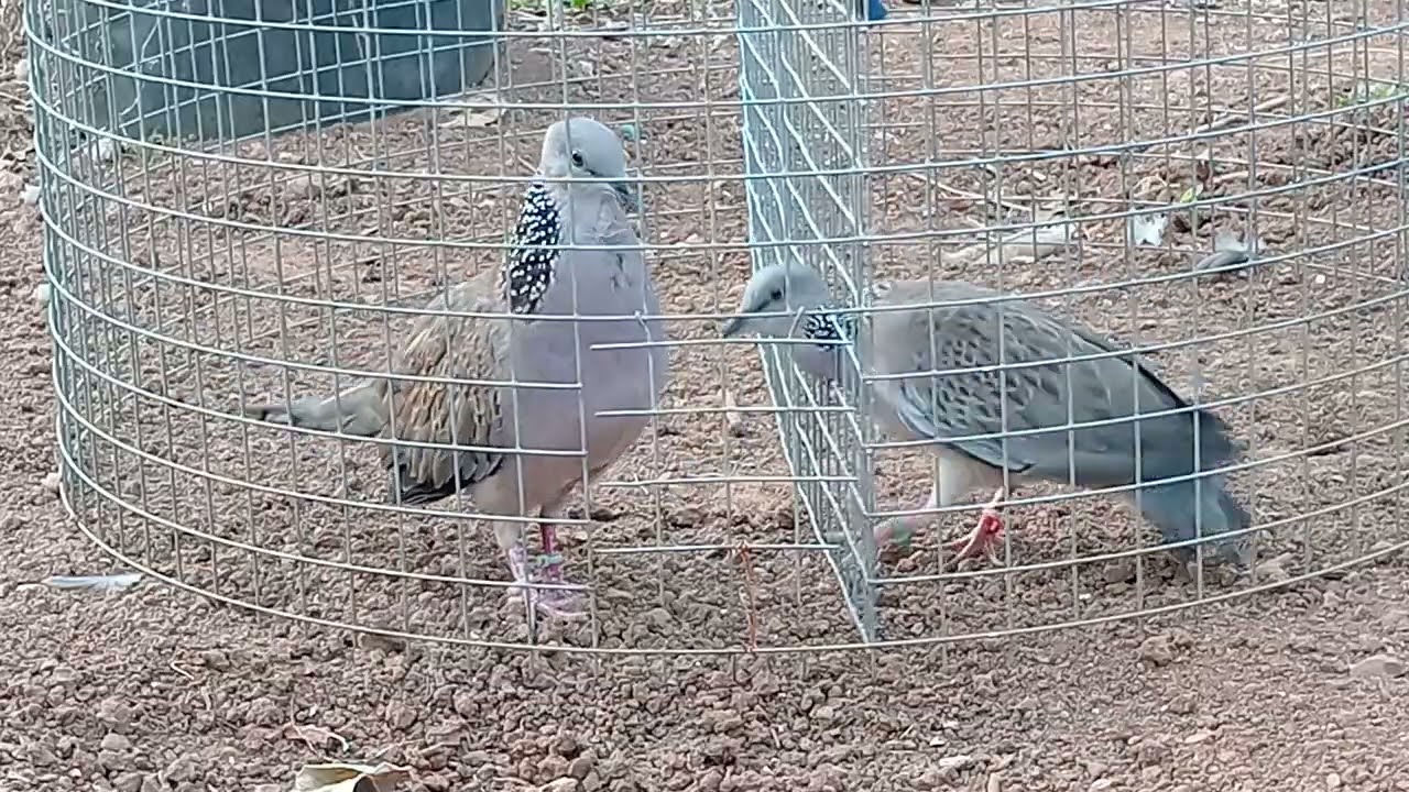 чрезвычайно упрямый