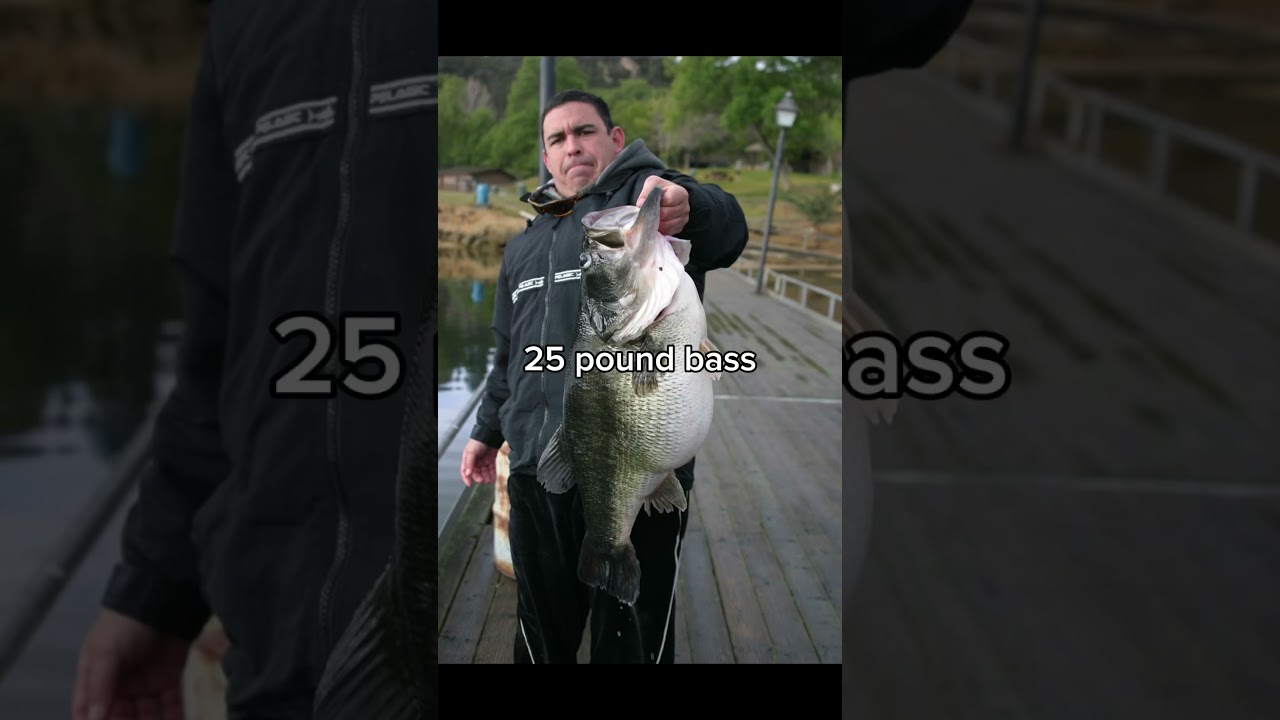 Giant rainbow trout 😳 #shorts #fishing #trout