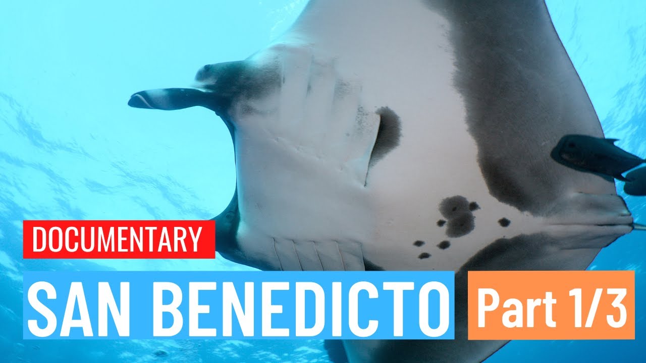 Diving at Revillagigedos Islands in Mexico: San Benedicto (Documentary, Part 1/3)