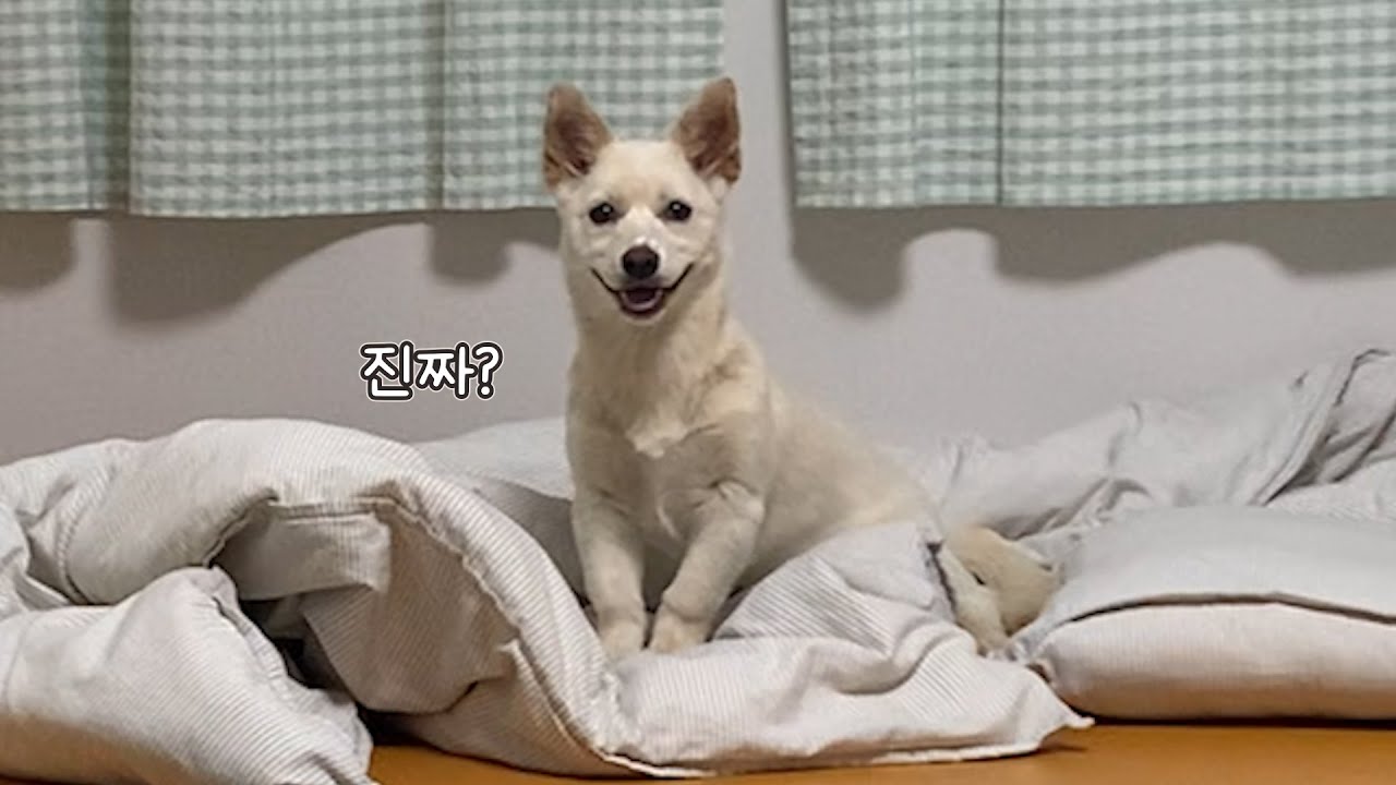처음으로 사람이랑 같이 자게 돼서 행복한 유기견