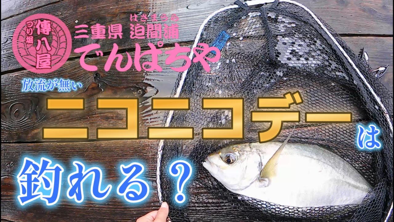 【海上釣堀】放流なしのニコニコデーは釣れるのでしょうか？？【傳八屋】