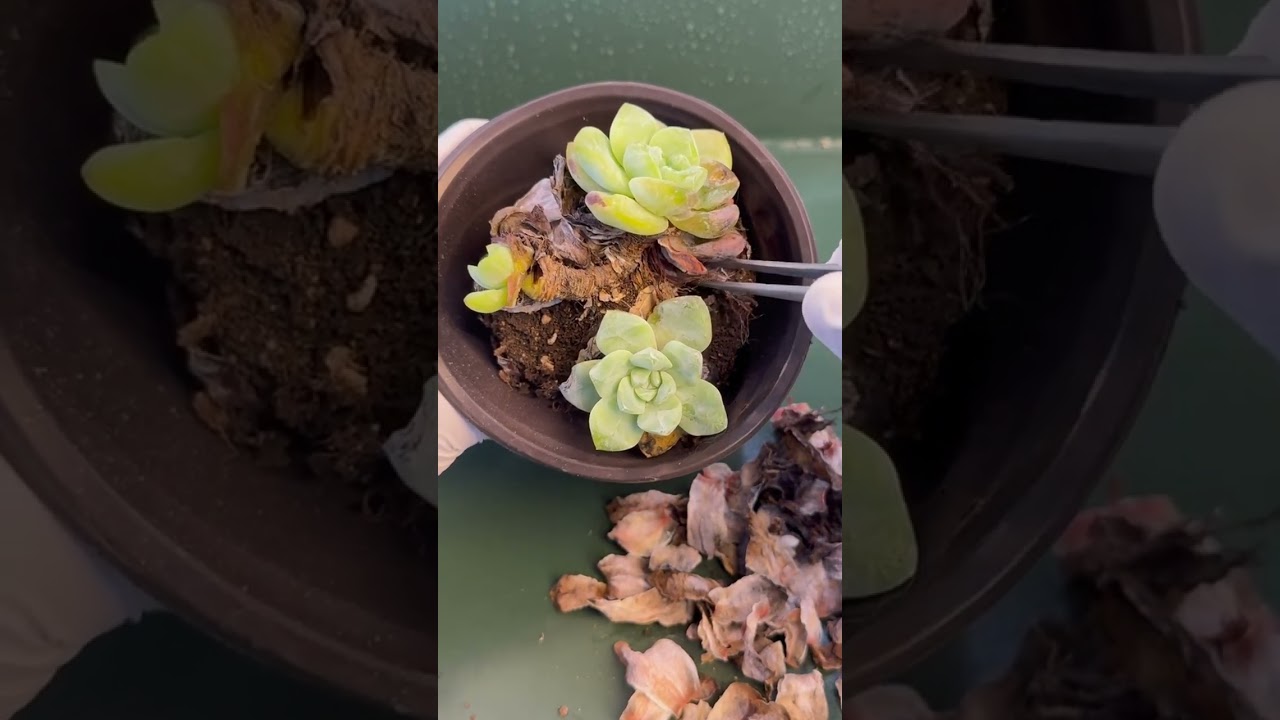 Calm Home Succulents 🌵 Stress Free Indoor Plant Care for Busy Homes