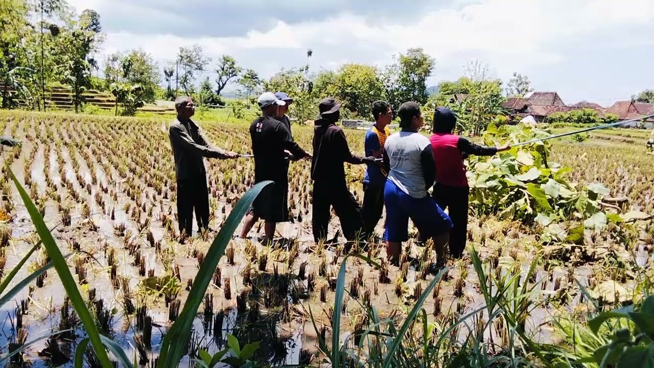Tebang Pohon jati dekat Rumah Perlu di tarik gaes!