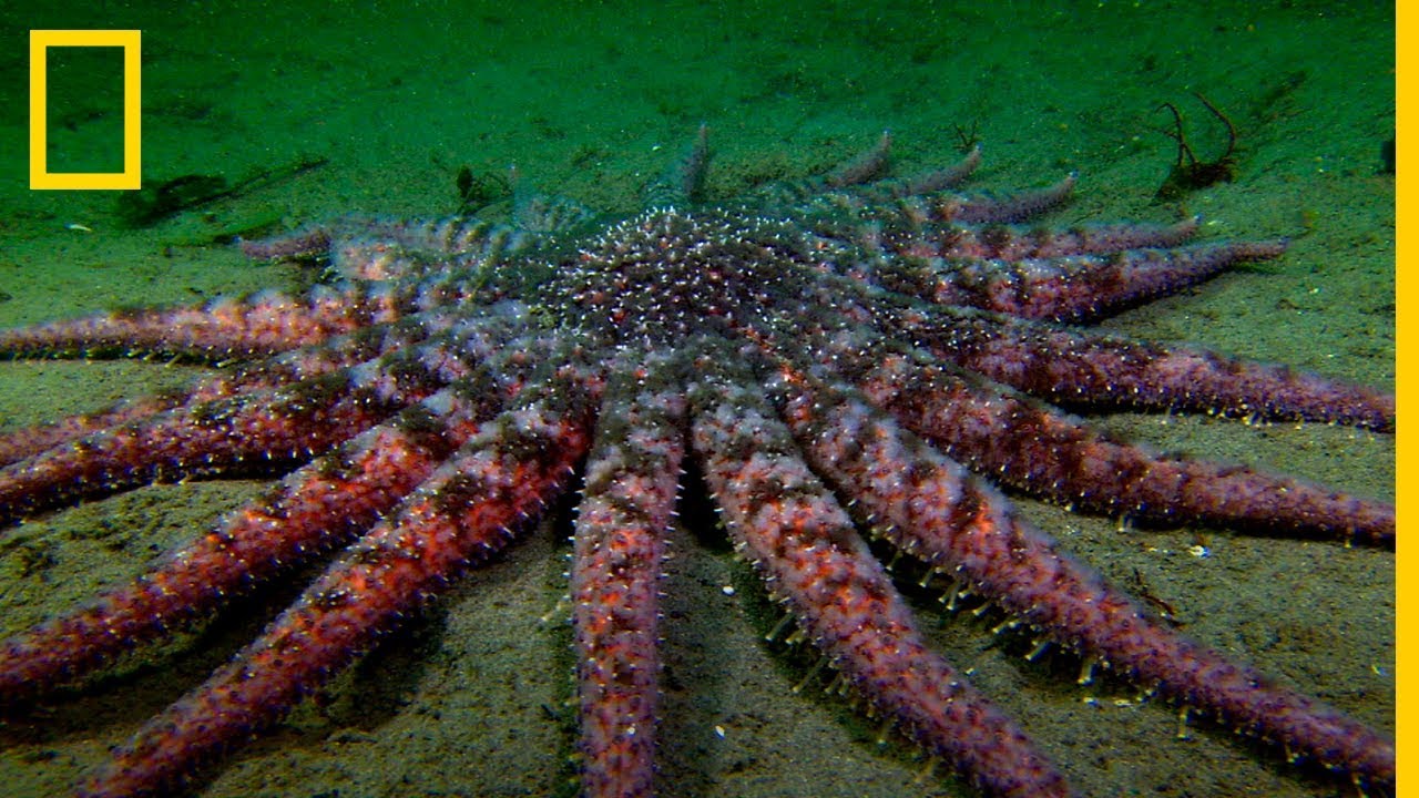 La ESTRELLA GIRASOL, un DEPREDADOR marino TERRORÍFICO | National Geographic en Español