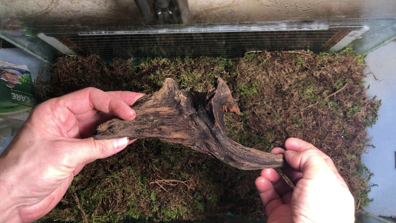 Pet Snail - How to Prepare Terrarium (Giant African snail habitat setup DIY with Sphagnum moss)
