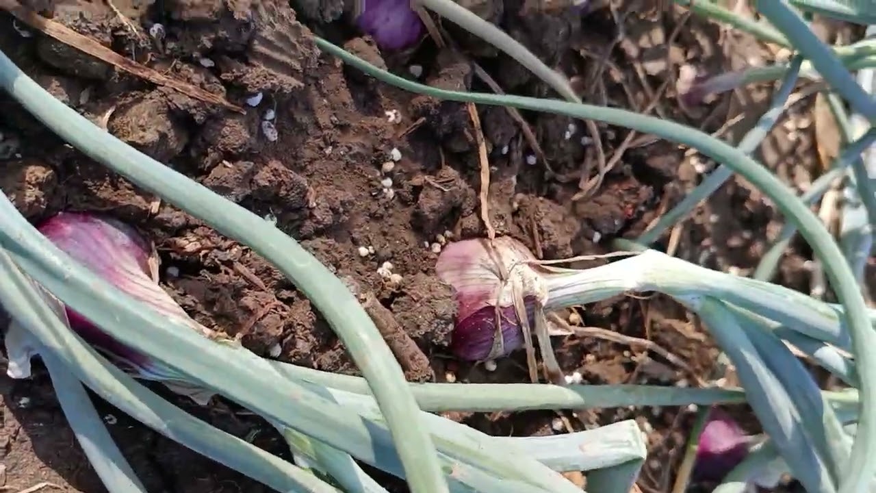 54 days old Super pinoy onion farming.