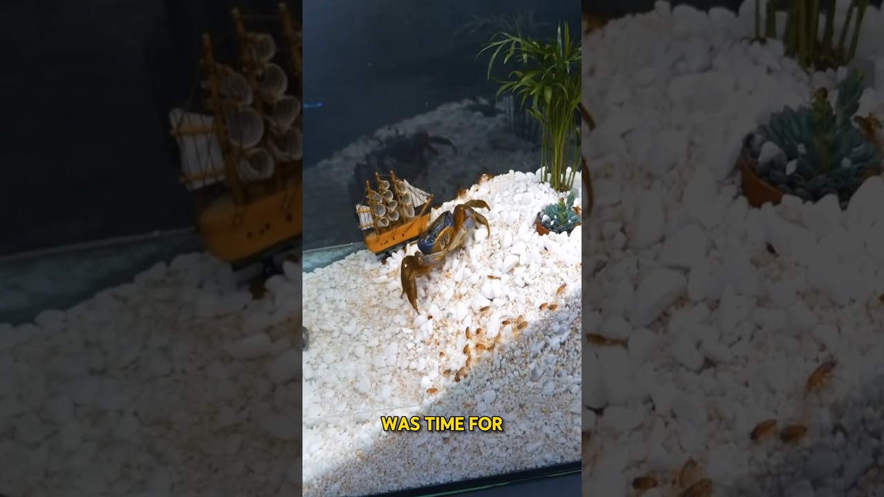 Can 100 Roaches Survive on an Island With Sea Monsters?