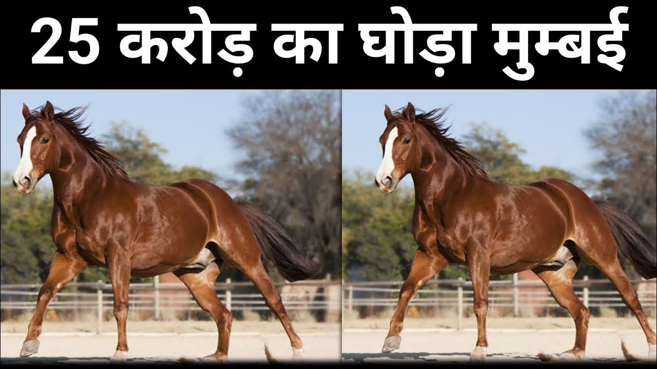 25 करोड़ का घोड़ा 🐴🐎 | 20 लाख महीने का खर्च | Mumbai Ahmedabad Highway 🛣️ horse Farming 