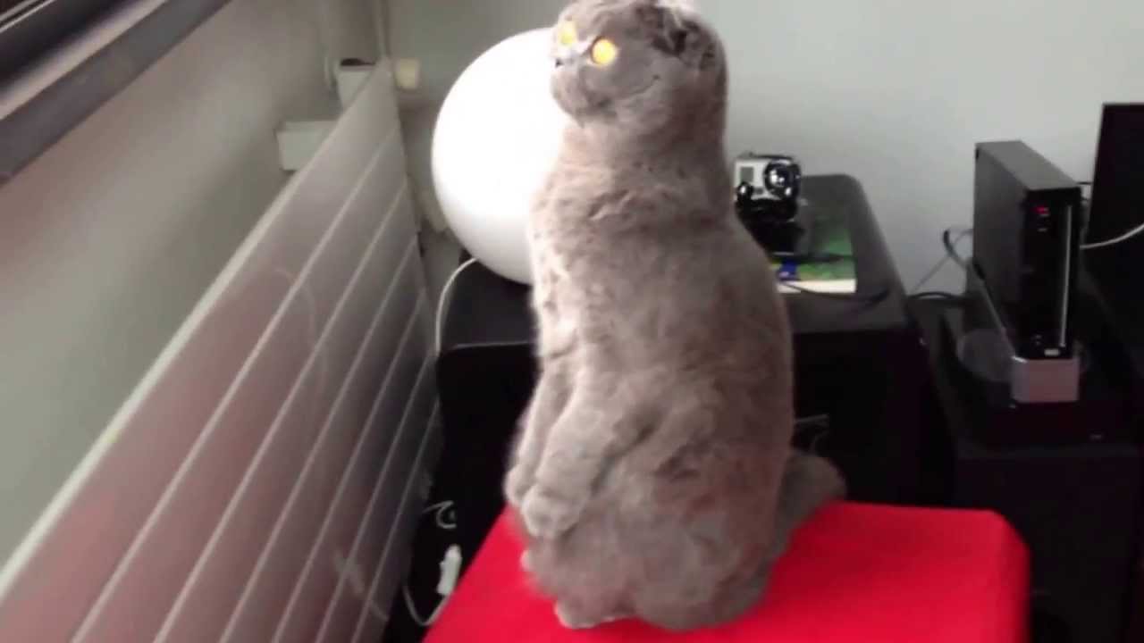 Scottish Fold Frida standing up and watching the snow - amazing cat