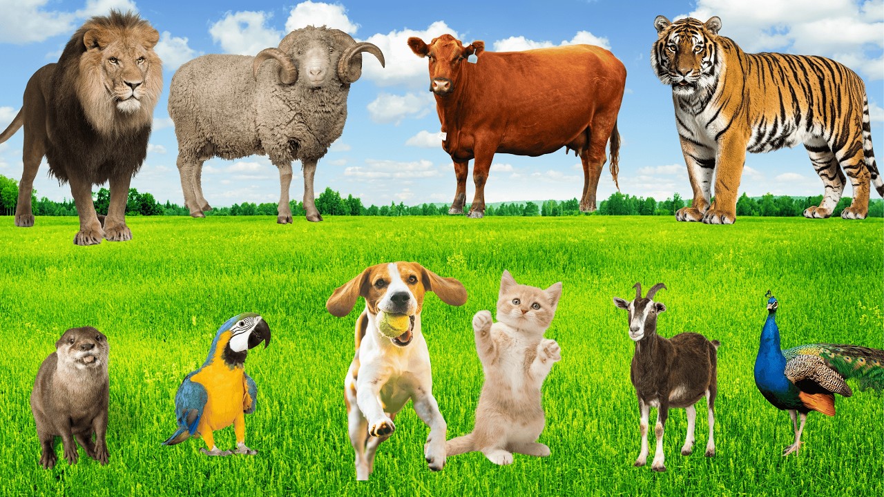 Show diễn ca nhạc 🐓🐖🐄🐃🐕 - Tiếng Kêu Động Vật Cho Bé Vui Học Với Các Loài Thú Nuôi Nông Trại 🌾🎶!