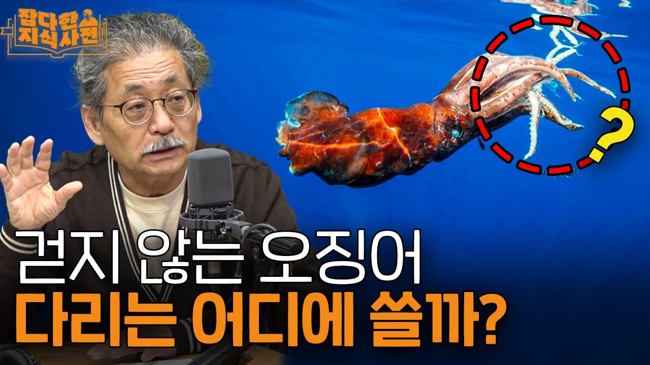 🦑 오징어 10개 다리는 다 용도가 다르다..? / 두족류: 오징어, 낙지, 문어 이야기