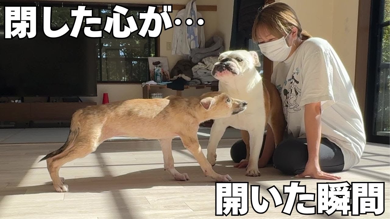 人を信じれなかった保護犬が遂に心を開いてくれました…