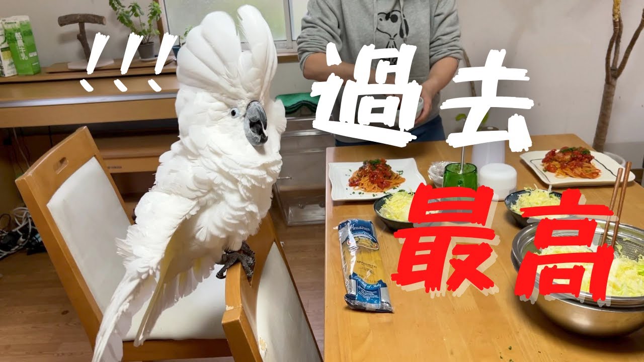 ミートボールパスタを作ったら過去一番の反応を見せたオウム