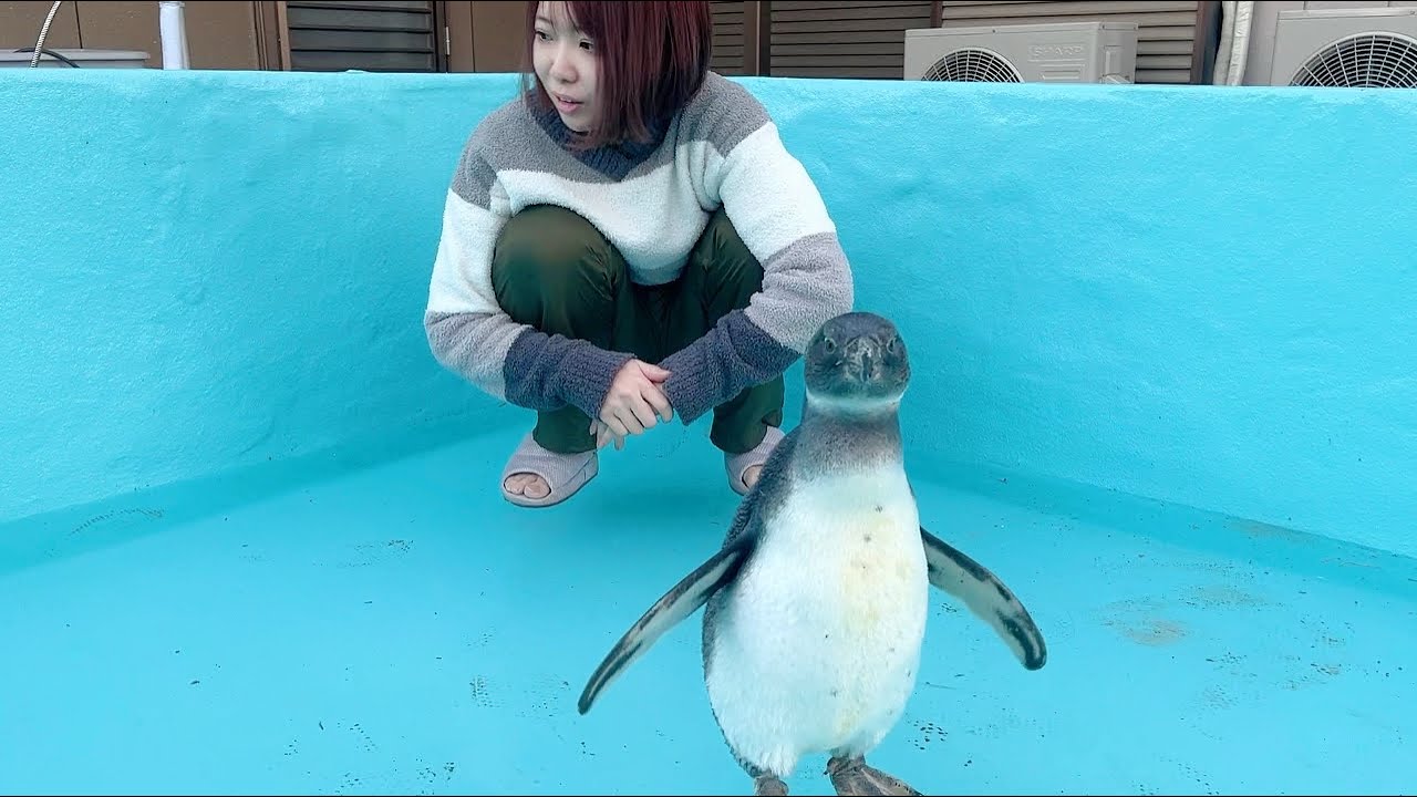 凍ったプールの上で大興奮のペンギンのはずが…