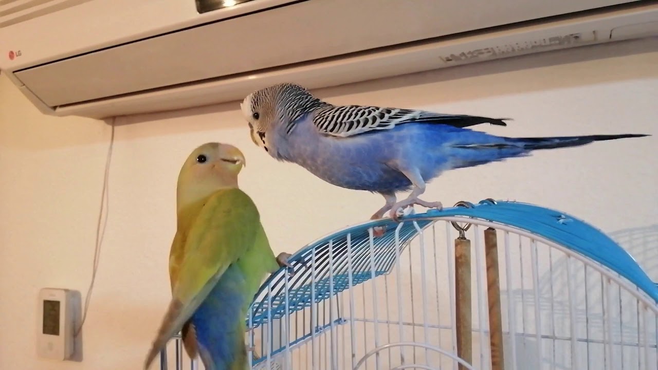 Lovebird Meets Budgie for First Time - Suprised by Budgie reaction