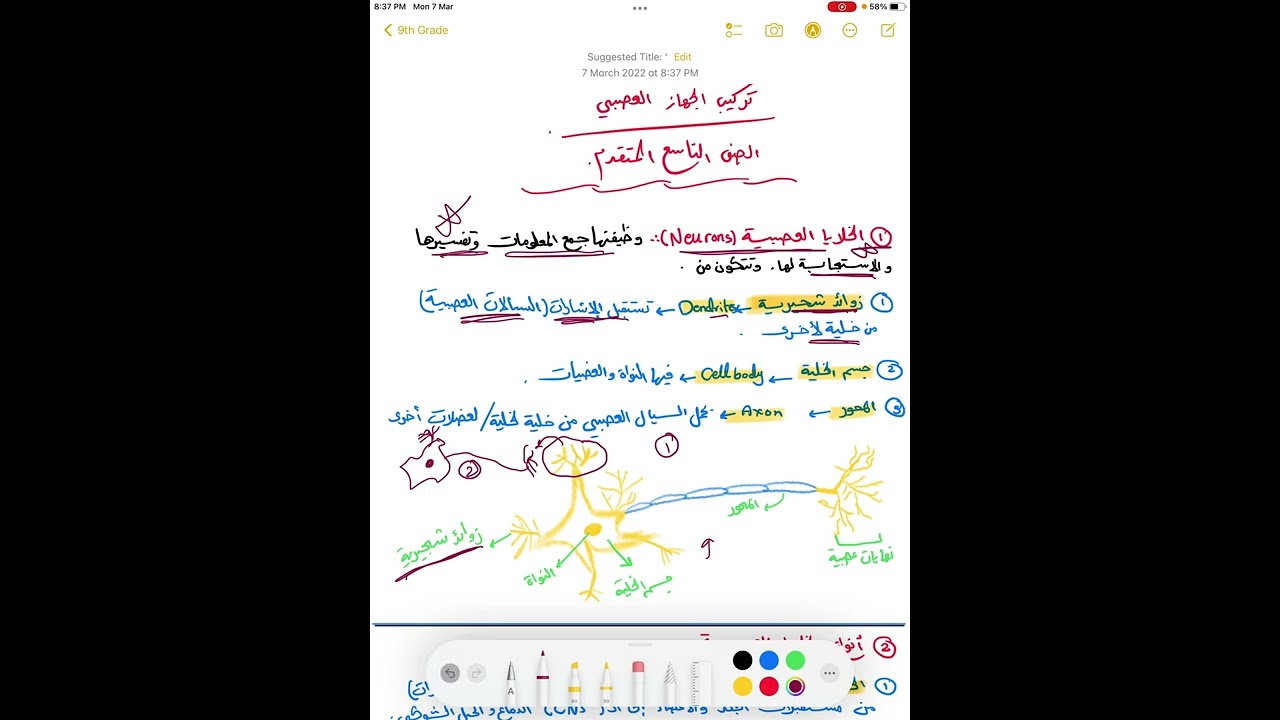 تركيب الجهاز العصبي