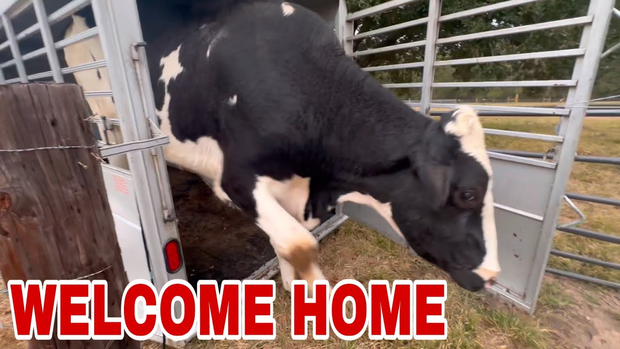 HOMECOMING! Moo is home! and fern