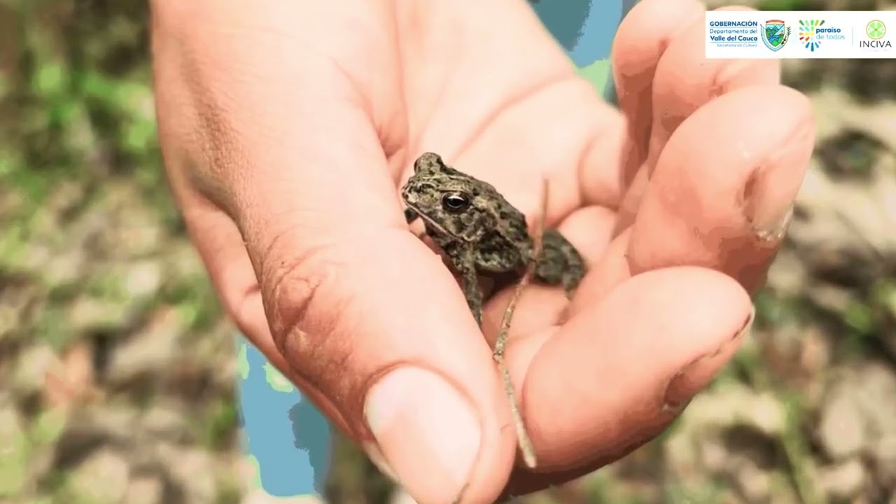 Capítulo 4, Secretos de la Botánica del Valle.
