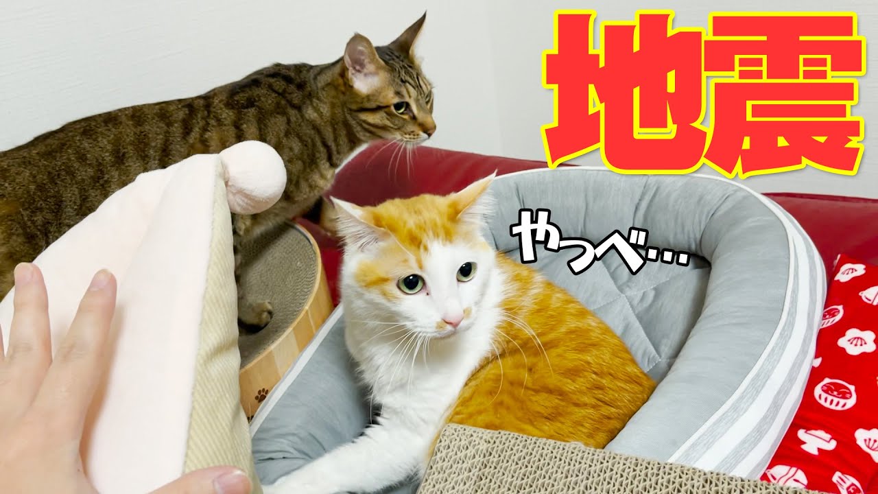 大きな地震発生で驚く猫たち、ハプニングも発生…