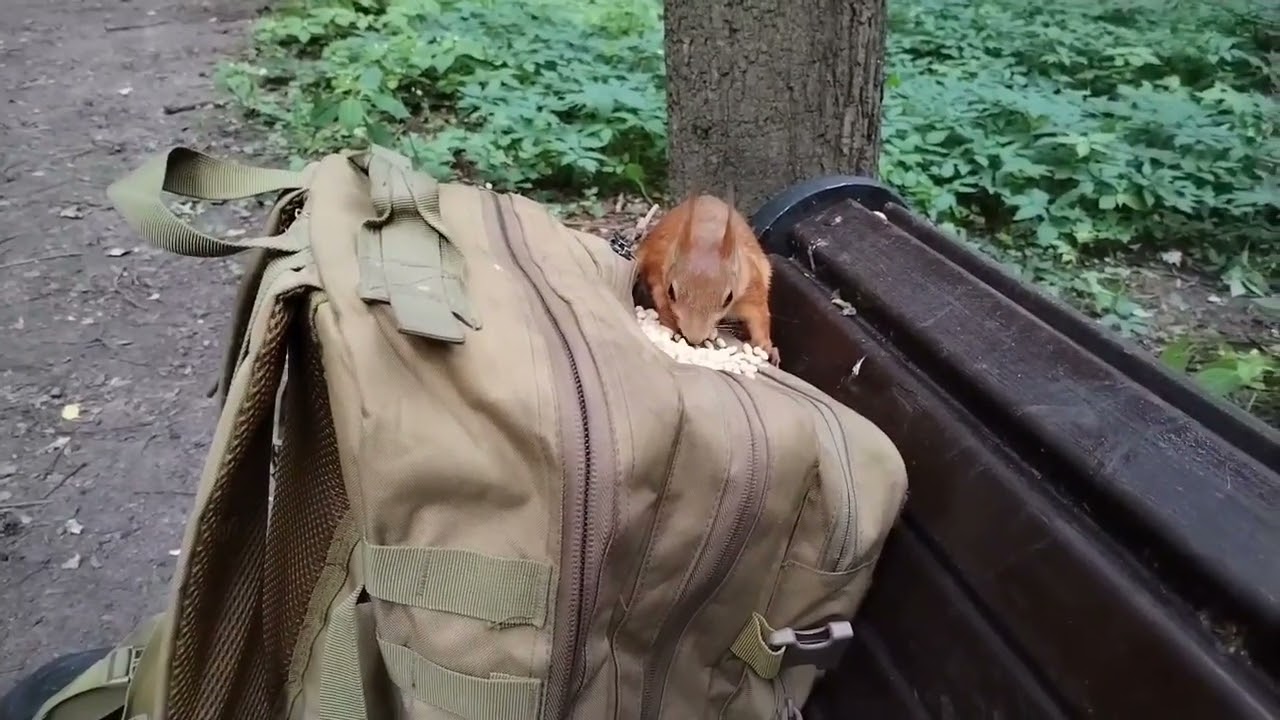 Белочка и орешки на рюкзаке 18.06.2024. /  Squirrel and nuts on the backpack 18.06.2024.  