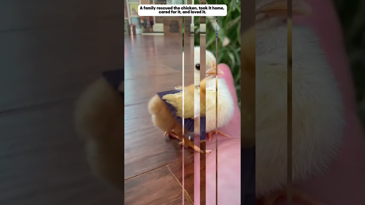rescue the chick, and the surprise behind #chicken #animals #shorts