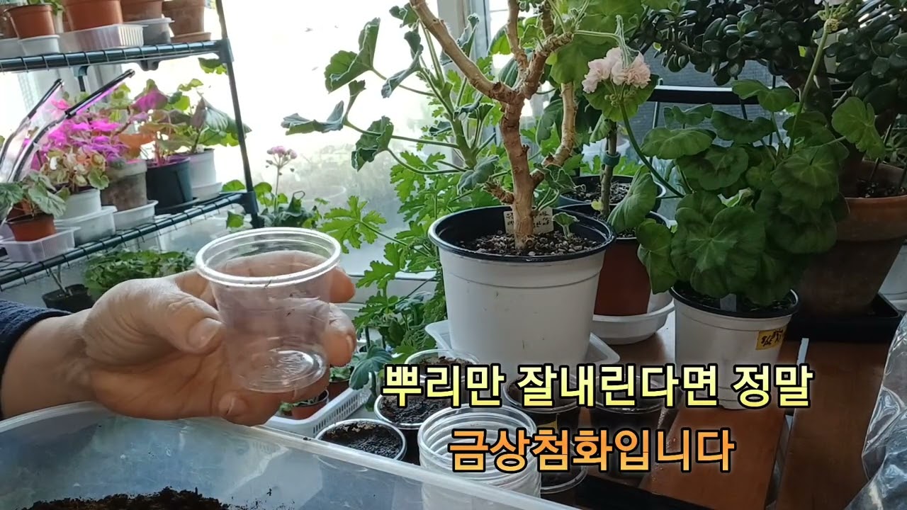 #고목이된제라늄어떻게하나요#피트모스에이거넣어삽목