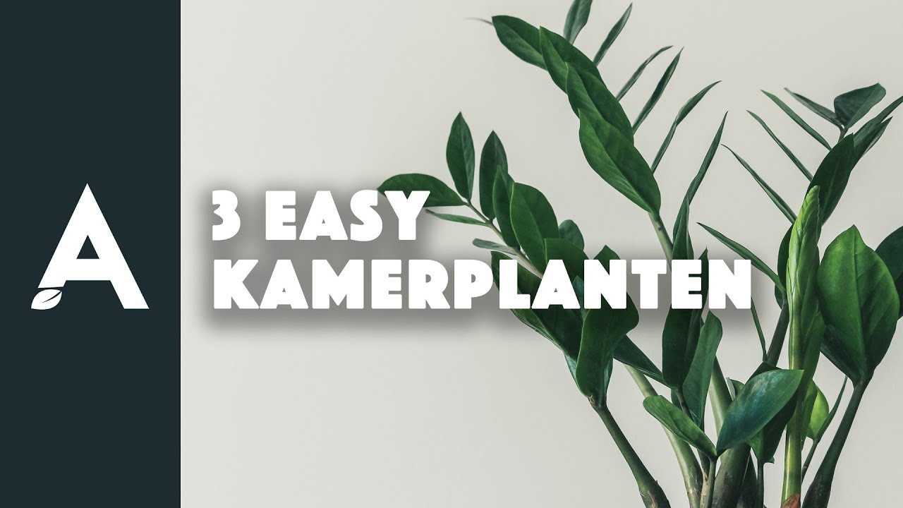 Drie easy kamerplanten I Een groener thuis! #88 I Angelo Dorny