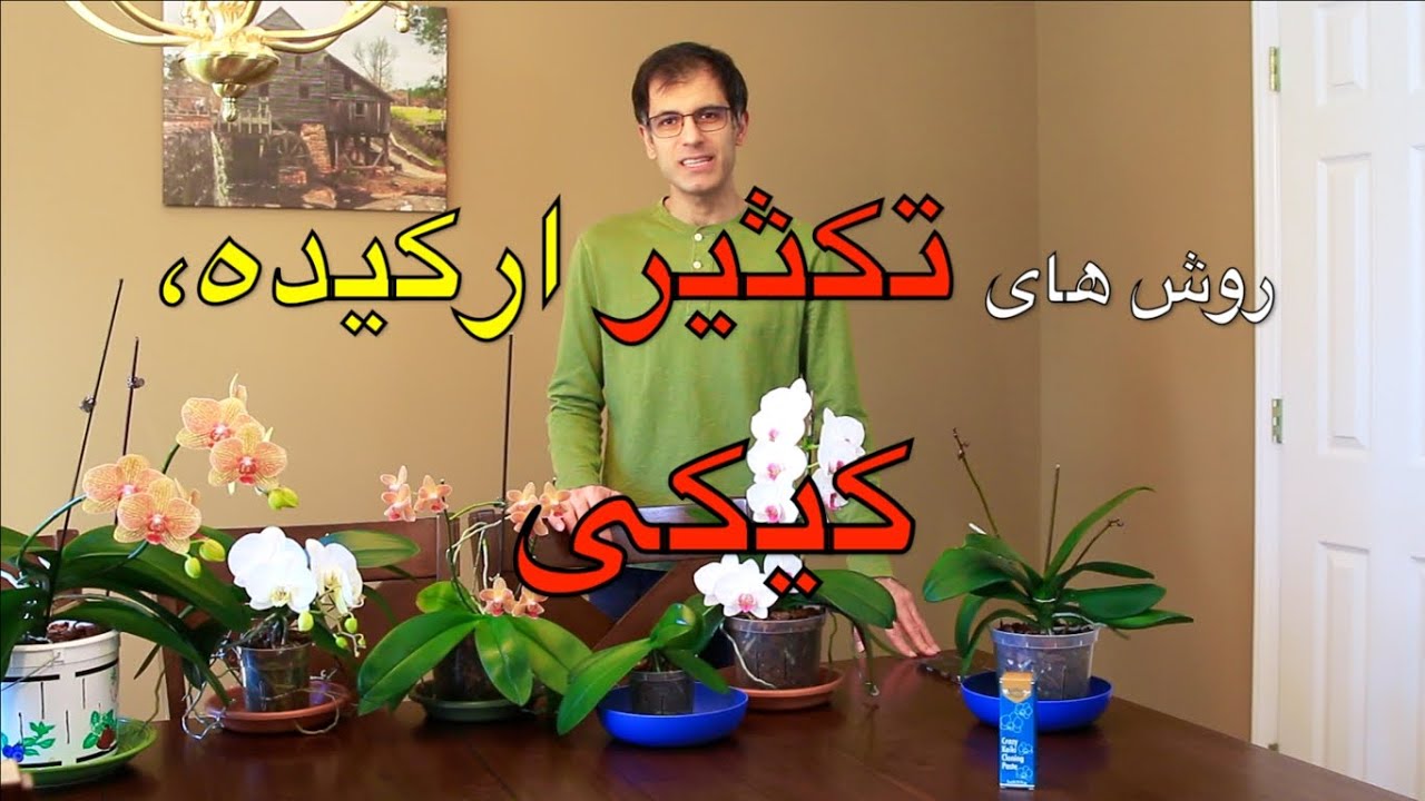 روش های تکثیر گل ارکیده بچه ارکیده کیکی