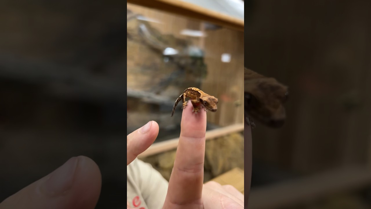 The Cutest Crested Gecko jumps on my Cameraman😅🤩