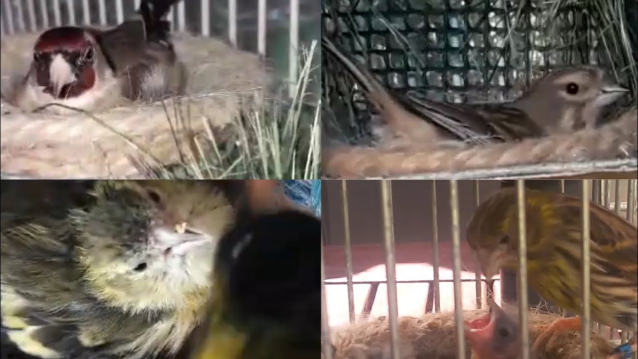 aviario pájaros silvestres jilgueros pardillos luganos verdecillos chamarines