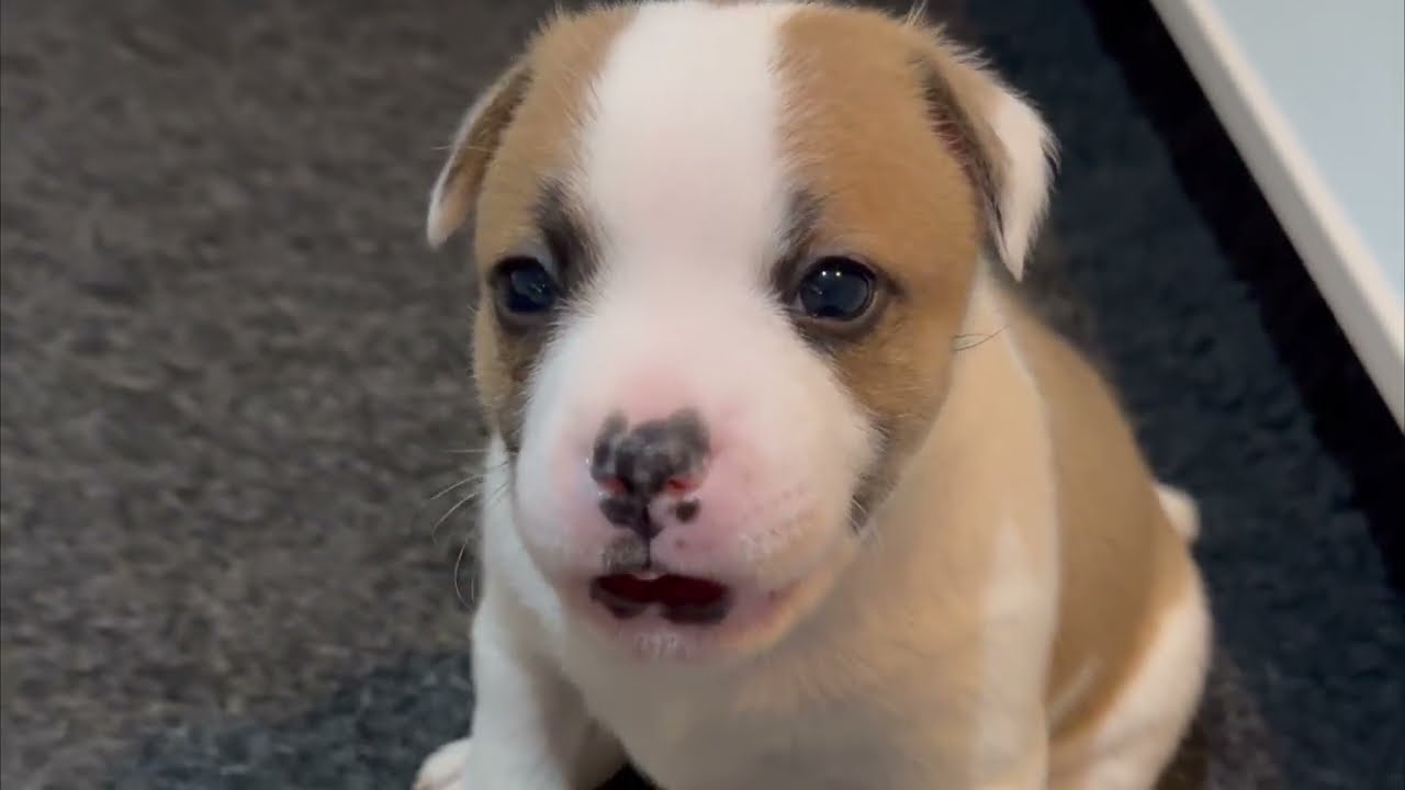 Eva's litter of the cutest Staffordshire bull terrier puppies, puppy barks, yawns, play & sleeping
