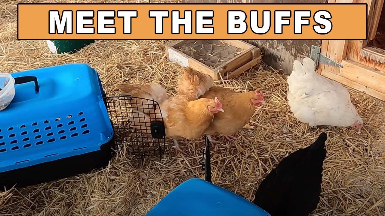 Meet The Buffs,  Our New Buff Orpington Chickens