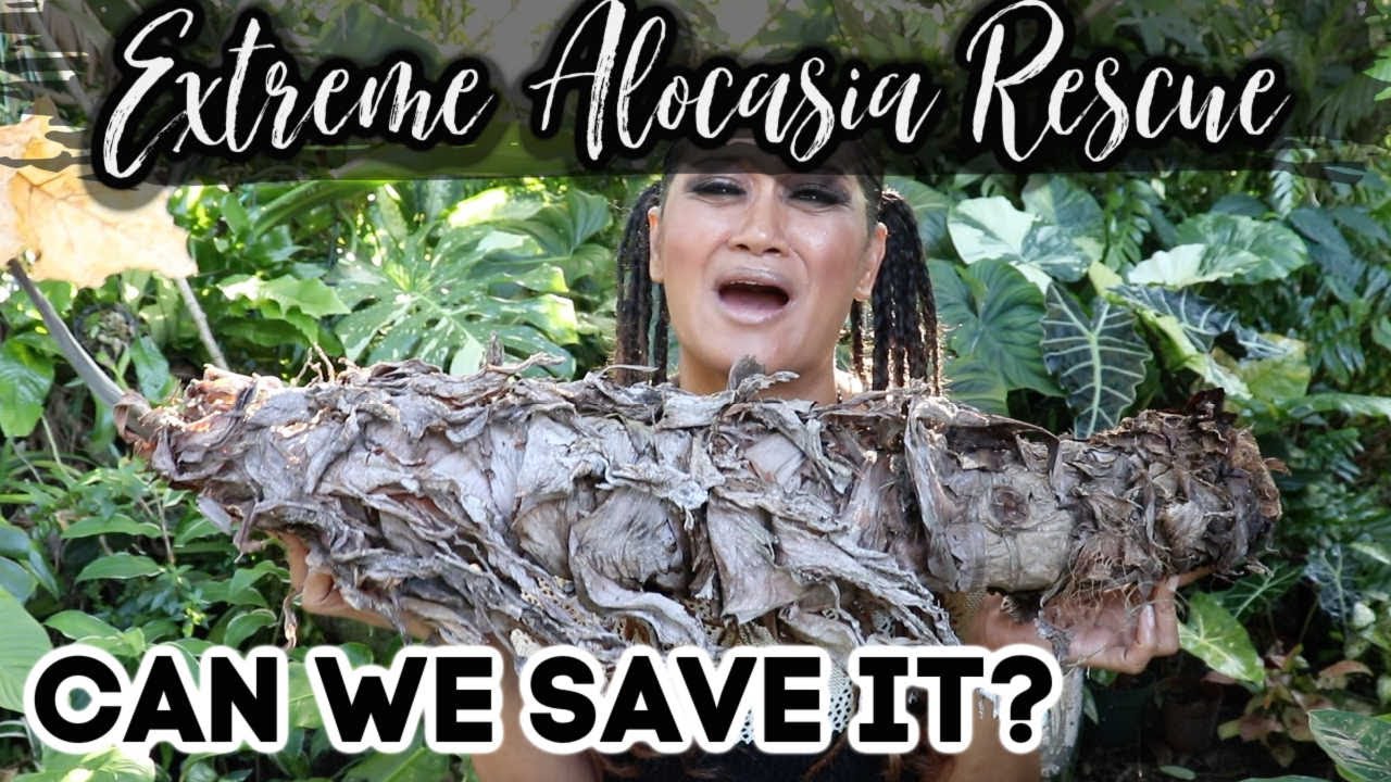 RESURRECTING DEAD ALOCASIA - Rescue & Propagation, Saving & Cloning Houseplants