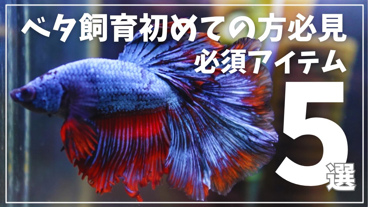 ベタ飼育初心者におすすめする必須アイテム５選　＃ベタ　＃闘魚