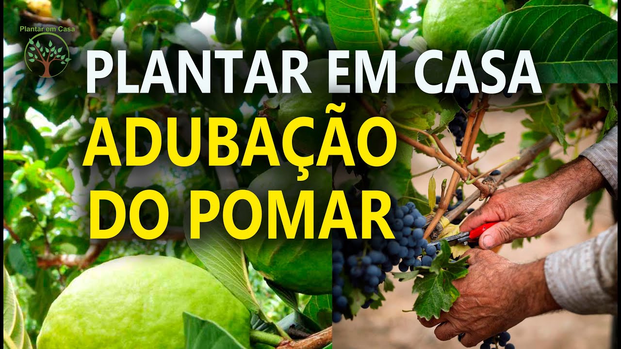 Pomar em Casa Pulverização Mensal com Sergio Semerdjian